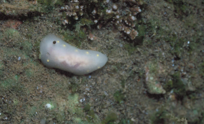 Cadlina flavomaculata